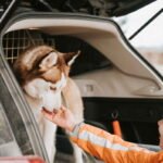 Transporter samochodowy dla psa – jak wybrać, by podróż była bezpieczna i komfortowa?