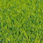 Jaka kosiarka akumulatorowa z napędem