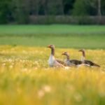 Ile czasu kosi kosiarka akumulatorowa